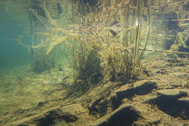 underwater river landscape stock photo