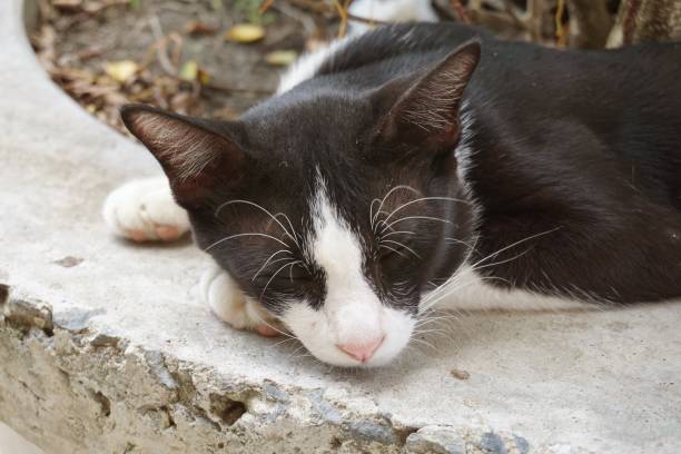 istock cute black cat sleep on cement floor 1001971750