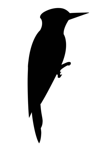 ilustrações, clipart, desenhos animados e ícones de silhueta negra. pássaro pica-pau. design de personagens de desenhos animados plana. ícone do pássaro preto. modelo do pica-pau bonito. ilustração vetorial, isolada no fundo branco - pica paus