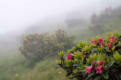 A view of tree rhododendron in a foggy mountain landscape