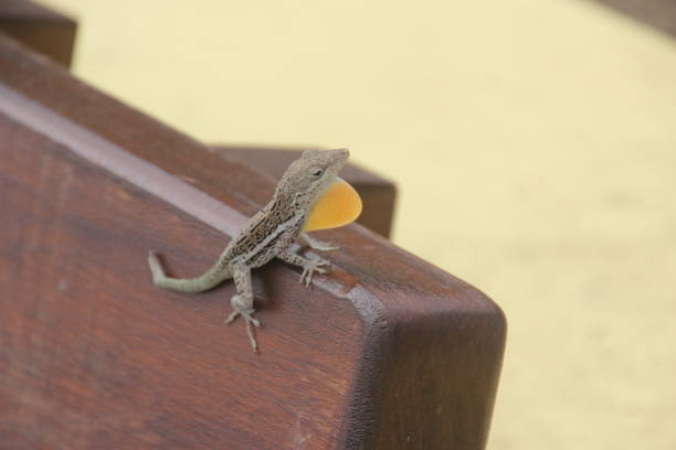 istock Brown anole lizard on a bench on St. Barts, Caribbean 1001978274