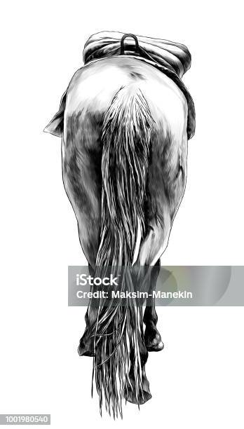 The Horse Is A Rear View Of The Ass A Little And Sticking His Head And Ears And Raised One Leg Stock Illustration - Download Image Now