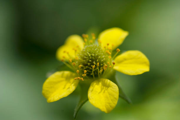 Geum urbanum, also known as wood avens, herb Bennet, colewort and St. Benedict's herb (Latin herba benedicta), is a perennial plant in the rose family (Rosaceae), which grows in shady places (such as woodland edges and near hedgerows) in Europe and the Middle East.