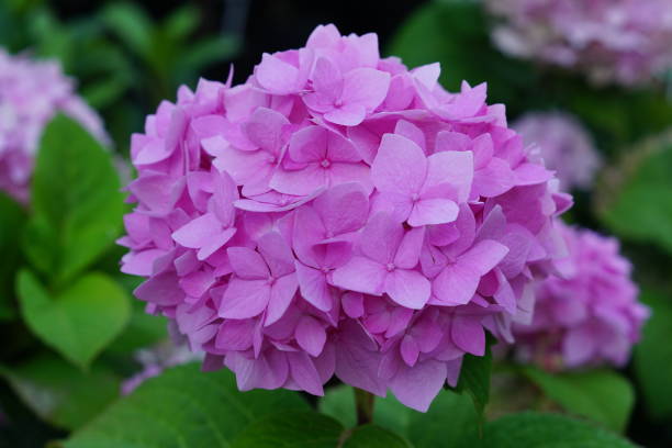 istock Blooming pink hydrangea in the garden, close up 1001981990