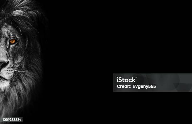 Portrait Of A Beautiful Lion Lion In Dark Stock Photo - Download Image Now - Lion - Feline, Animal Head, Leo