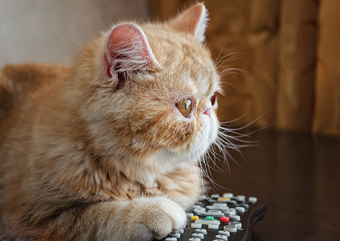 The young cat of a red color of breed the Thrill-seeker lies on a table with the panel from the TV in paws. Close up. Side view. Indoors. Horizontal format. Color. Photo.