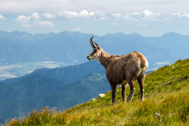 istock Tatra chamois on the hill 1001986780