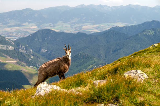 istock Tatra chamois on the hill 1001986860