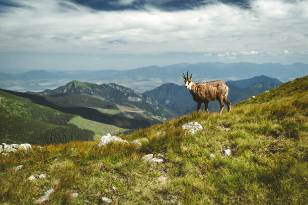 istock Tatra chamois on the hill 1001986880