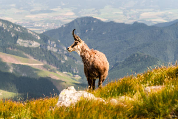 Tatra chamois in Low Tatras mountains, Slovakia