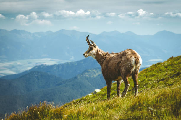 istock Tatra chamois on the hill 1001986936