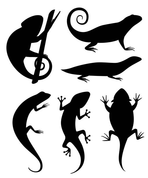 Black silhouette. Cartoon chameleon climb on branch. Small lizards. Animal flat icon collection. Vector illustration isolated on white background Black silhouette. Cartoon chameleon climb on branch. Small lizards. Animal flat icon collection. Vector illustration isolated on white background. chameleon icon stock illustrations