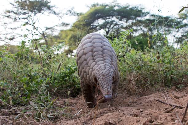 Indian pangolin or anteater (Manis crassicaudata) Indian pangolin or anteater or Kidikhau Manis crassicaudata in late evening passes by camera trap in Forests of Gujarat, India iucn red list photos stock pictures, royalty-free photos & images
