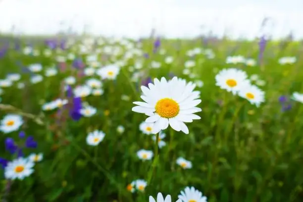camomile field. wild flower meadow.clover, daisy, blue bells flowers. floral nature background