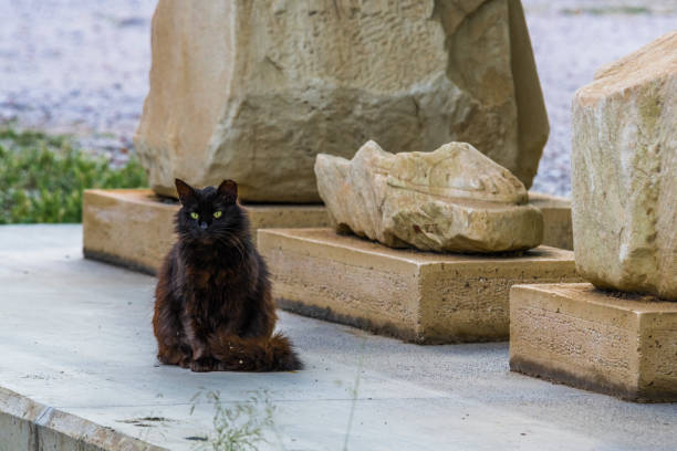Stray cats rest on the ancient stones of the ancient Parthenon in the evening hours in the sunset sun. Wanting to cool down, they occupy the pedestals of ancient statues and blocks of marble left over from the ancient temple.