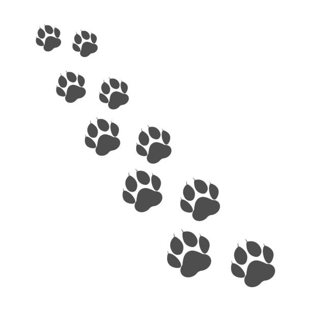 istock Paw print. Animal paw. Footprint, footstep. Footpath. Vector illustration 1001993016