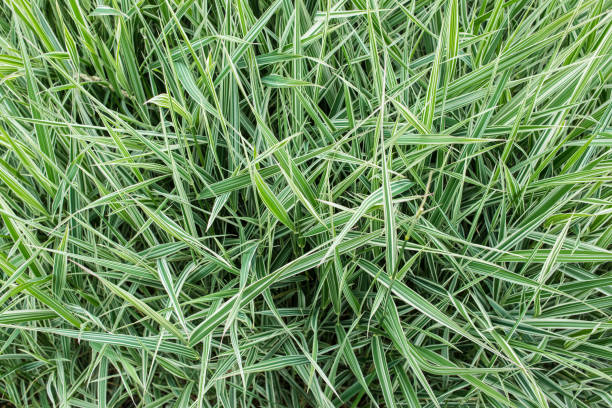 Carex morrowii ‘Ice Dance’ - Ice Dance Sedge - Green and white long grass evergreen sedge with white and green striped foliage. Carex morrowii ‘Ice Dance’ - Ice Dance Sedge - Green and white long grass evergreen sedge with white and green striped foliage. sedge stock pictures, royalty-free photos & images