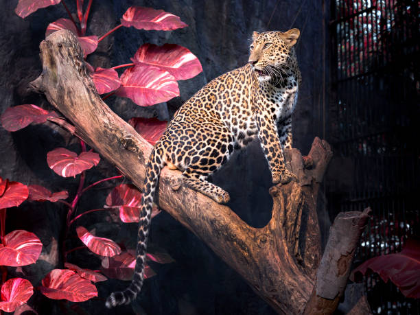 istock Leopard man on the branch in the natural. 1001993488