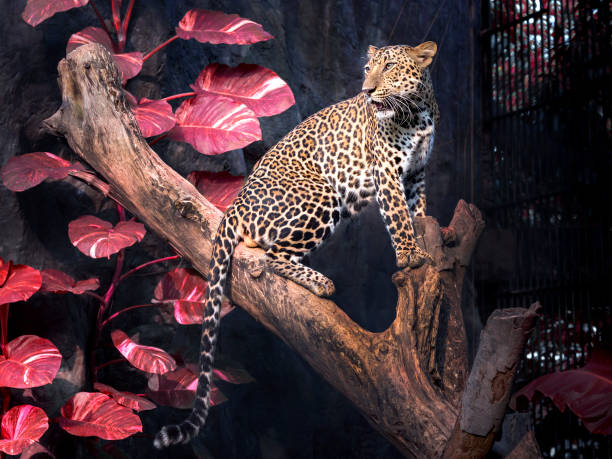 Leopard man on the branch in the natural. stock photo