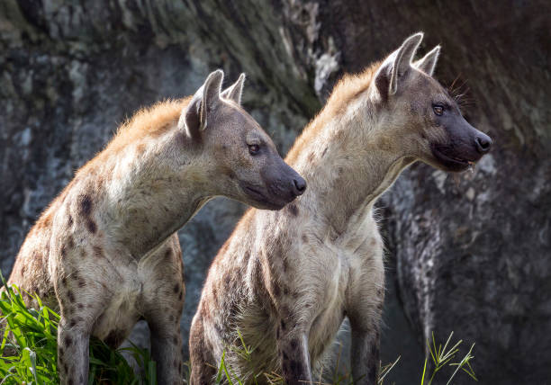 istock Spotted hyena in the natural environment. 1001996156