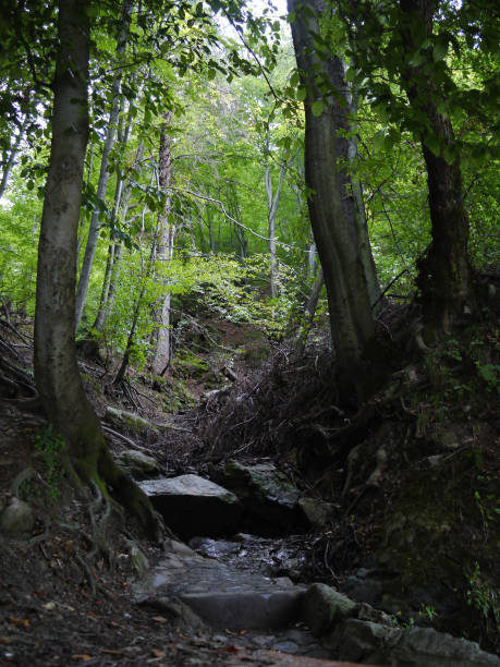 istock Powerful tree roots in thickets of forest near tall deciduous trees 1001997032