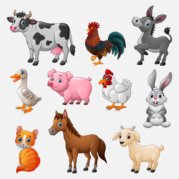 bauernhof tiere sammlungssatz auf weißem hintergrund - livestock isolated young animal chicken stock-grafiken, -clipart, -cartoons und -symbole