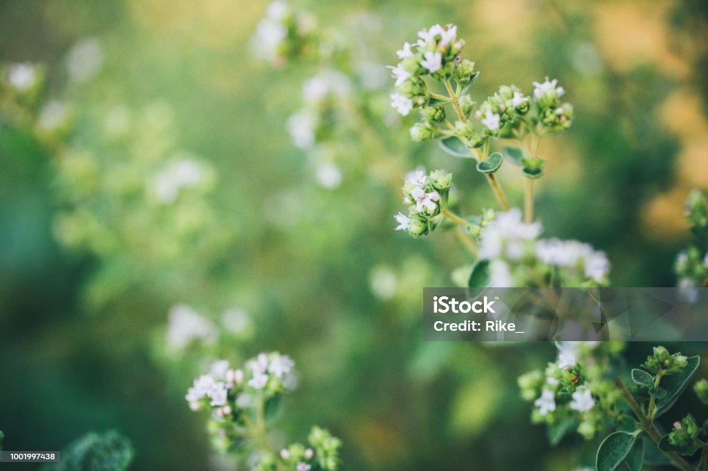 Flowering oregano in summer Herbal Medicine Stock Photo