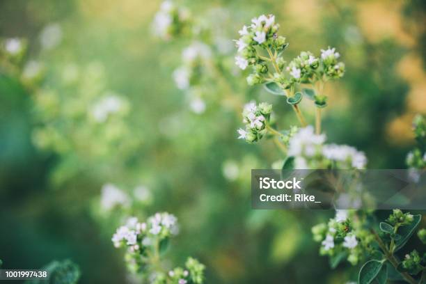 Flowering Oregano In Summer Stock Photo - Download Image Now - Herbal Medicine, Herb, Macrophotography