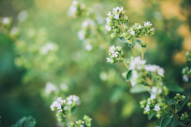 flowering oregano in summer - oregano imagens e fotografias de stock