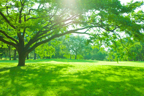 istock Morning Forest , shade of tree 1001999588