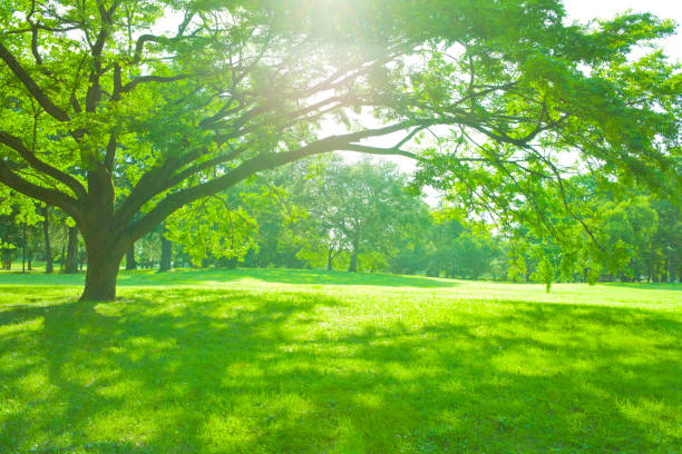 istock Morning Park , shade of tree 1002000044