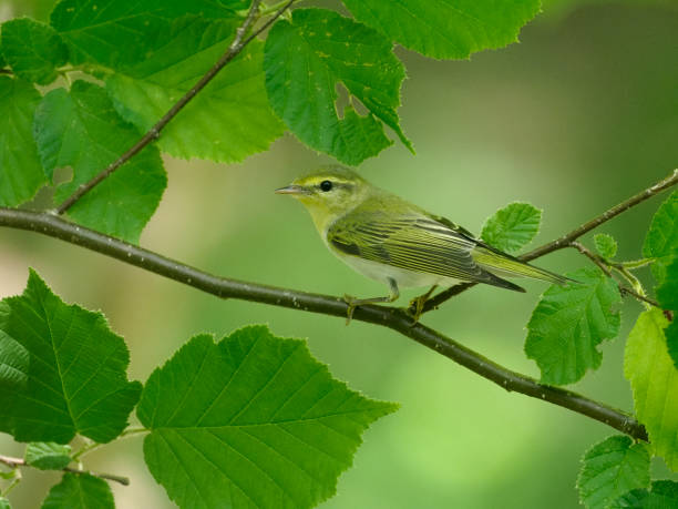 Wood warbler, Phylloscopus sibilatrix Wood warbler, Phylloscopus sibilatrix,  single bird on branch,
Worcestershire, June 2018 wood warbler phylloscopus sibilatrix stock pictures, royalty-free photos & images