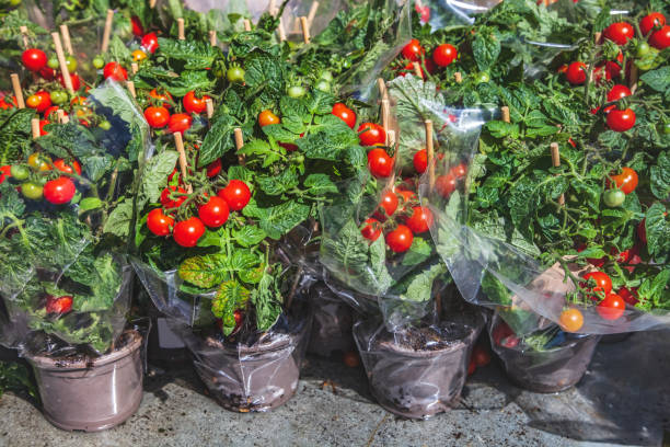 istock front view of pots with ripe tomatoes and wooden sticks 1002007714