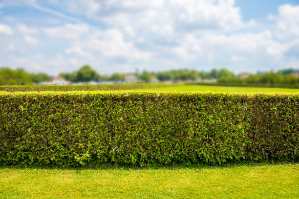 istock Beautiful green city park 1002013872