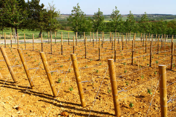istock Young vineyard, grape plantation with very small plants 1002014378