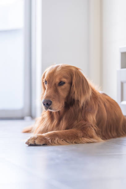 istock Cute golden retriever on the ground 1002014458