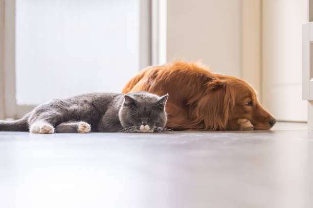 istock British short hair cat and golden retriever 1002014544