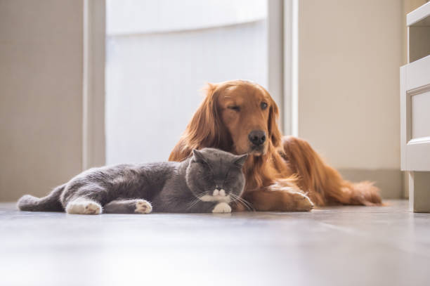 istock British short hair cat and golden retriever 1002014628