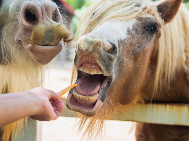 istock Hand feeding a horse with carrot. Fedding Pet Concept. 1002017282