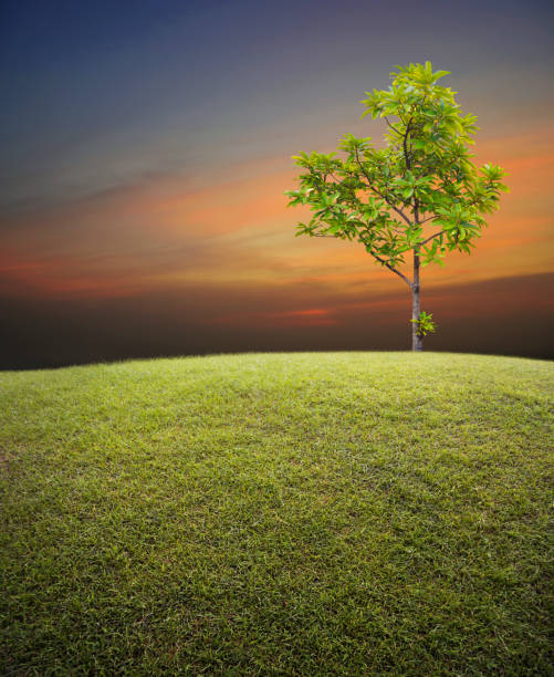 istock Green grass field with tree over sunset sky, nature background 1002017894