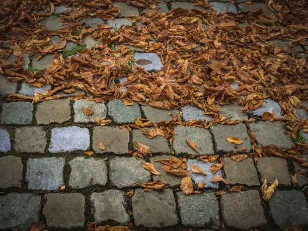Photo of Fallen and dried up autumn leaves lie on a stone pavement