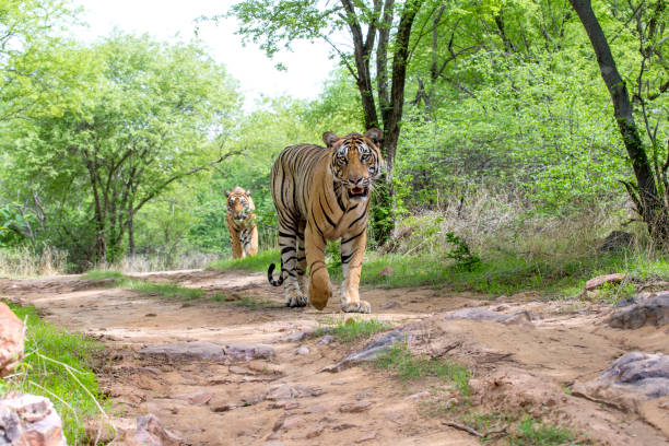 due fratelli - tiger india ranthambore national park undomesticated cat foto e immagini stock