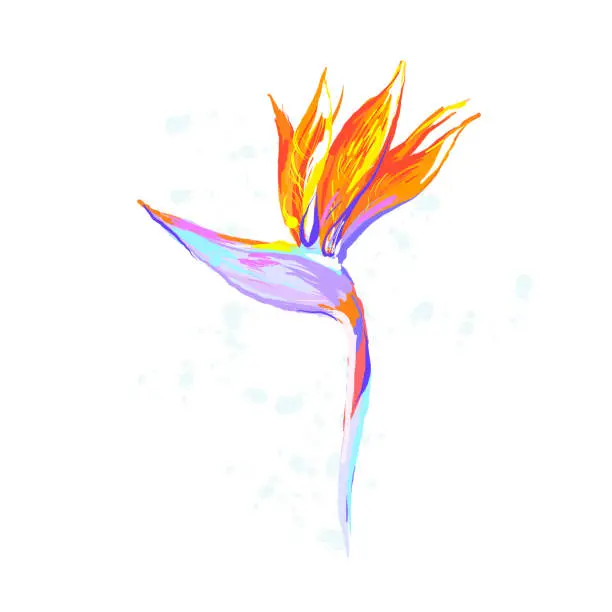 Vector illustration of Strelitzia reginae flower bird-of-paradise, crane flower on white