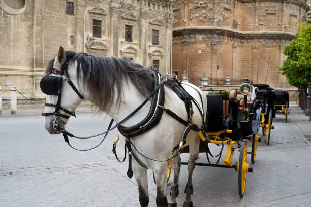 Photo of Coach seat in Seville