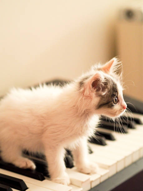 istock Cute lovely kitten with music and coffee 1002021306
