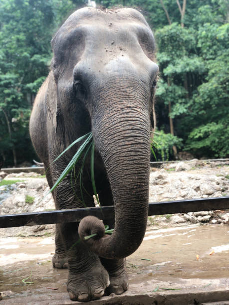 istock An elephant in the zoo 1002022840