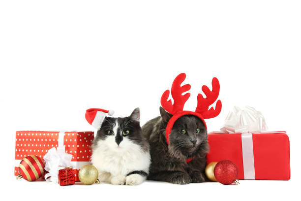 istock Beautiful cats with gift boxes and baubles isolated on white 1002026878