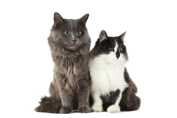 istock Beautiful cats isolated on white 1002027888