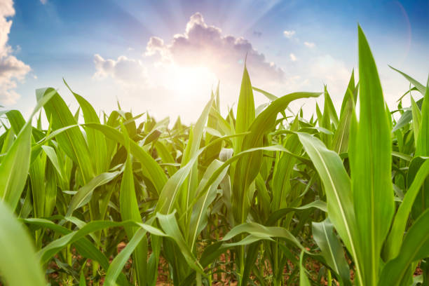 istock The corn plant in the field 1002028112