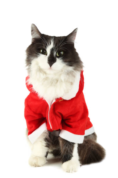istock Beautiful cat in christmas costume isolated on white 1002028318